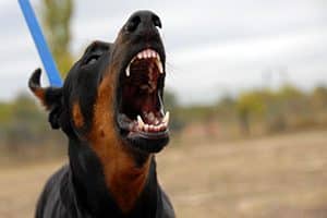 El Paso Dog Bite Lawyer